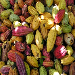 Cocoa Absolute Oil